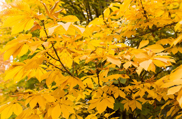 the leaves on the tree in nature in autumn