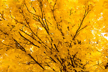 the leaves on the tree in nature in autumn