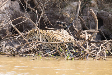 Jaguar from Pantanal, Brazil