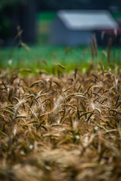 Wheat Field on Rural Farm