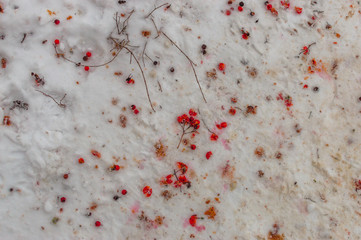 rowan berry lie on snow
