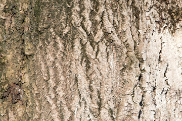tree bark as a background