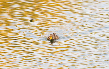 duck on the lake in autumn