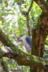 Nachtreiher (Nycticorax nycticorax) sitzt in einem Baum im Waimea Valley auf Oahu, Hawaii, USA.