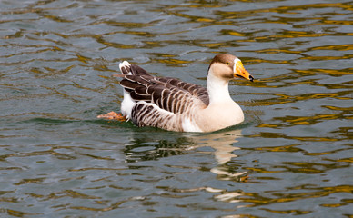 duck on the lake in autumn