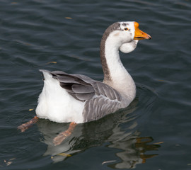 Goose on the lake
