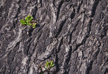 Sprouts is coming out from an old tree which shows the great vitality.