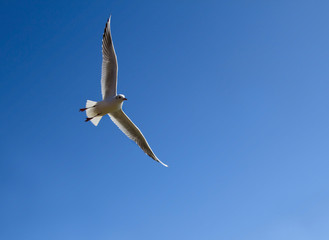 A brave seagull is flying in the sky. It shows freedom, bravery, and creativity.