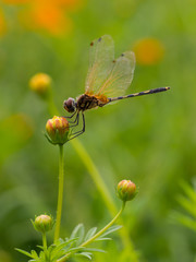 Dragonfly on Flower bud. Closeup.