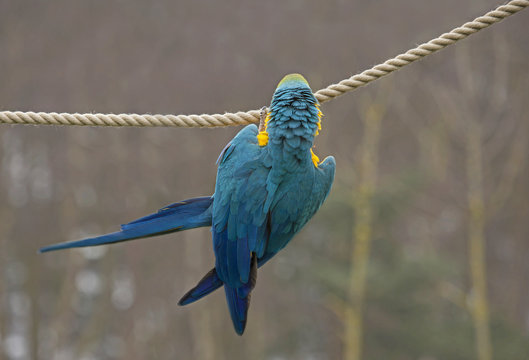 The back end of a parrot