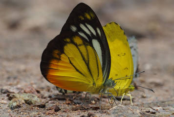 Butterfly resting on ground. Eating mineral.