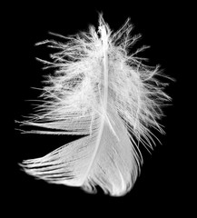 Obraz premium white feather on a black background