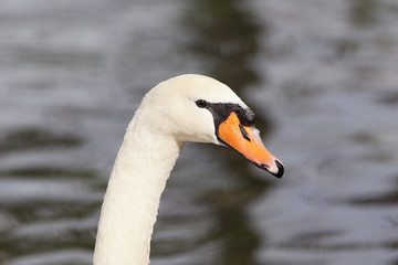 Portrait of a white swan 