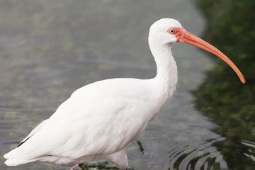 Portrait of a white ibis 
