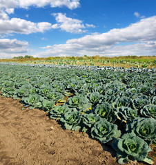 vegetable field