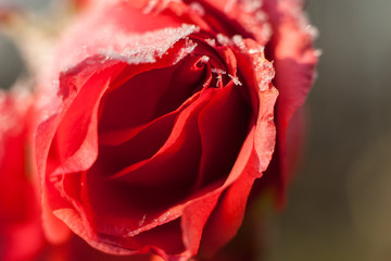 Red rose with ice crystals of water. Spring flower in winter.