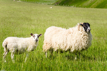 Sheep and Lamb in a Field on a Sunny Spring Day