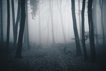 Wald mit Nebel - obrazy, fototapety, plakaty