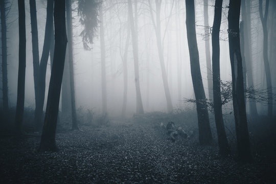 Fototapeta Wald mit Nebel