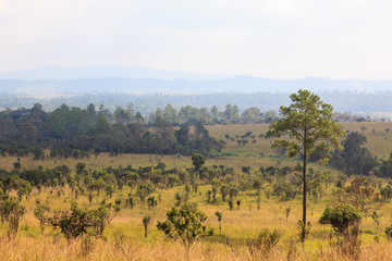 Obraz premium savanna forest with sky
