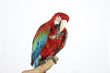 Colorful parrot landed on branch, isolated on white, Red-and-green macaw
