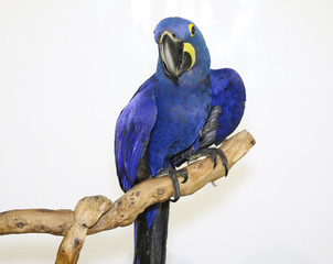 Colorful parrot landed on branch, isolated on white