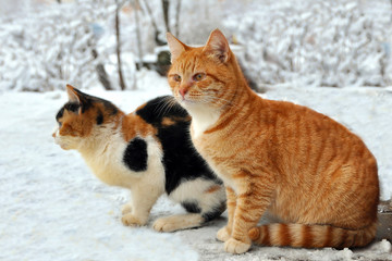 Ginger cat and his girlfriend Anfisa