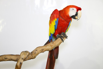 Colorful parrot landed on branch, isolated on white, Scarlet macaw