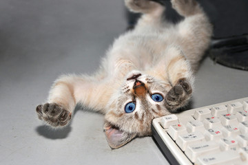 Cat tired of playing