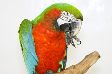 Colorful parrot landed on branch, isolated on white, Scarlet macaw