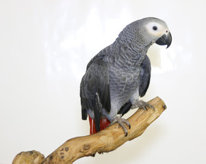 Colorful parrot landed on branch, isolated on white, African grey parrot