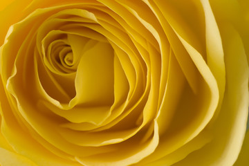 Yellow Roses in Garden Closeup