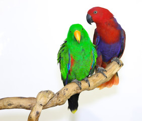 Fototapeta na wymiar Colorful parrot landed on branch, isolated on white, Eclectus parrot