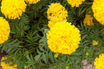 Marigold flowers in the garden