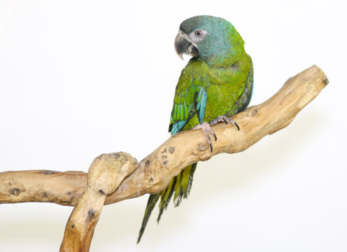 Colorful parrot landed on branch, isolated on white, Blue-headed macaw