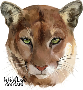 Cougar watercolor painter