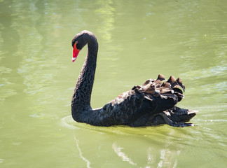 Black swan swimming on the lake