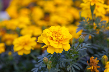 Marigold flowers close up