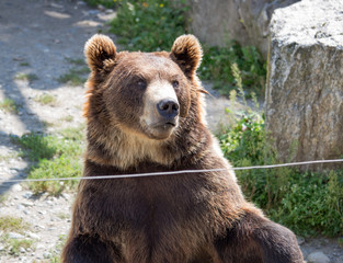 The brown bear sits in the zoo