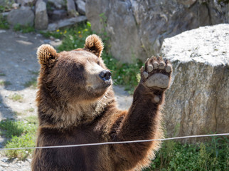 The brown bear waves a paw