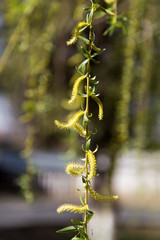 flowers on the tree in nature willow