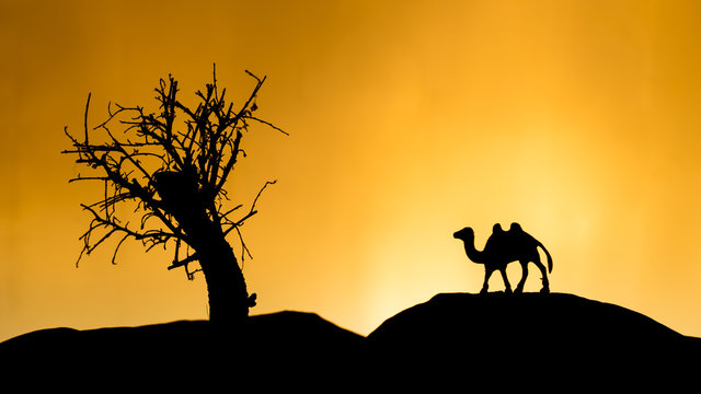 Camel shadows at sunset