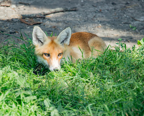 Orange fox sitting in the green grass
