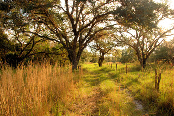 Fototapeta na wymiar South Florida Landscapes / View of the south central landscape of southern Florida