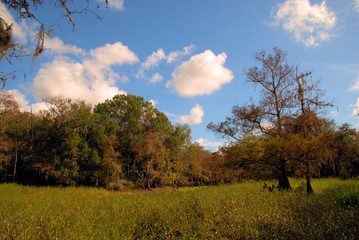 South Florida Landscapes / View of the south central landscape of southern Florida