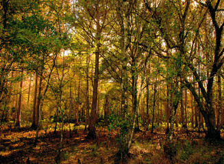 South Florida Landscapes / View of the south central landscape of southern Florida