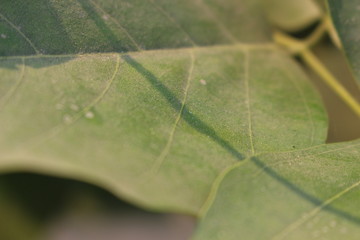 Leaf