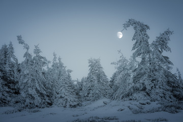 the moon and the frozen spruces