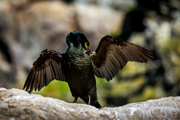 Cormorant showing its wings