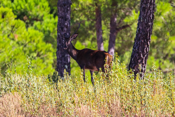 Sweet landscape of deer in Huelva mountains, Andalusia, Spain